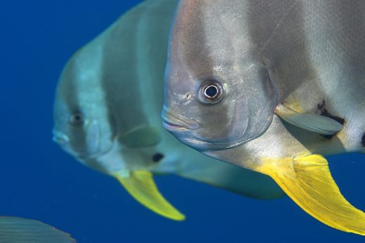 Under Sea-28