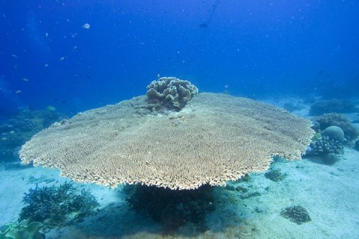 Under Sea-14