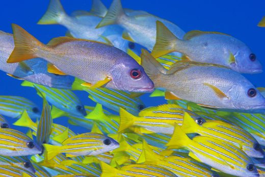 Under Sea-29