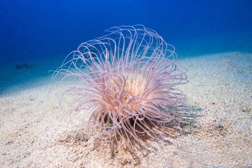 Under Sea-18