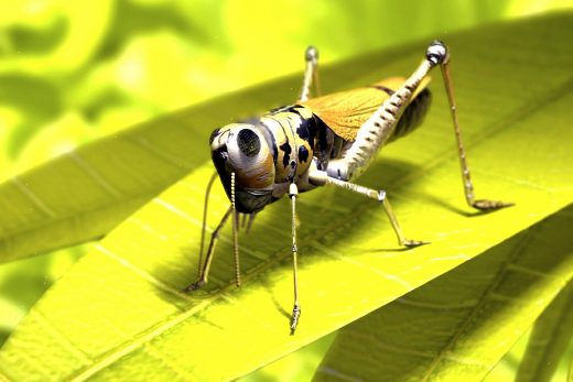 Macro Insects-29
