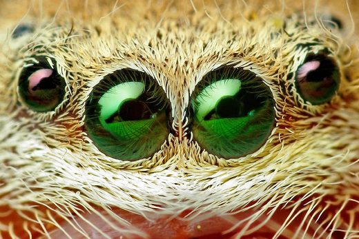 Macro Insects-11