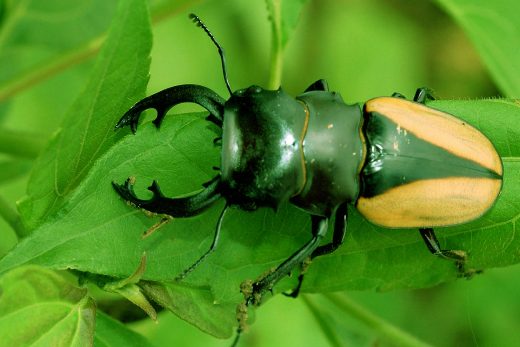Macro Insects-1