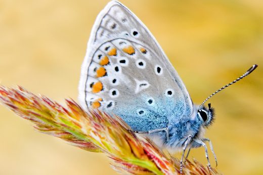 Macro Insects-19