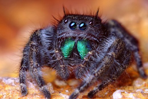 Macro Insects-7