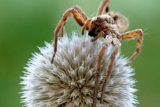 Macro Insects-27