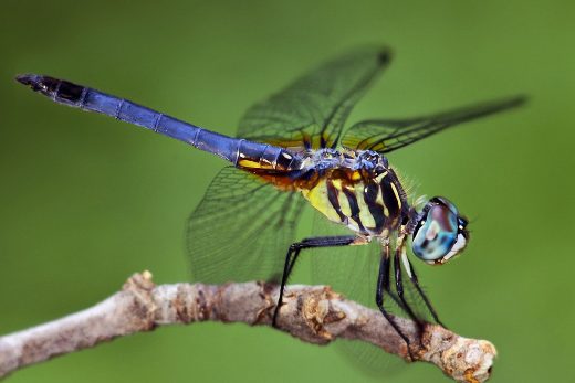 Macro Insects-5