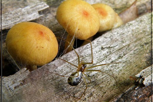 Macro Insects-13