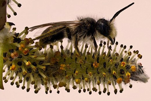 Macro Insects-17
