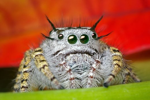Macro Insects-10