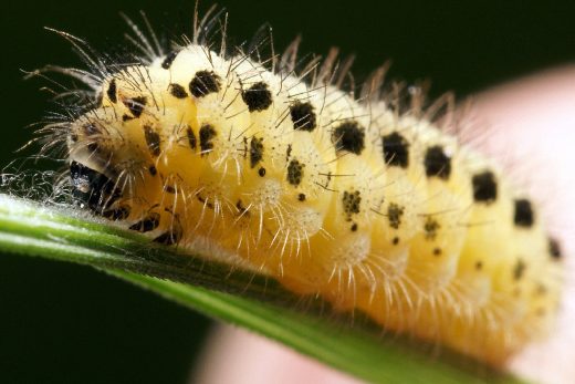Macro Insects-26