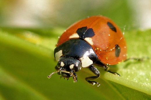 Macro Insects-18