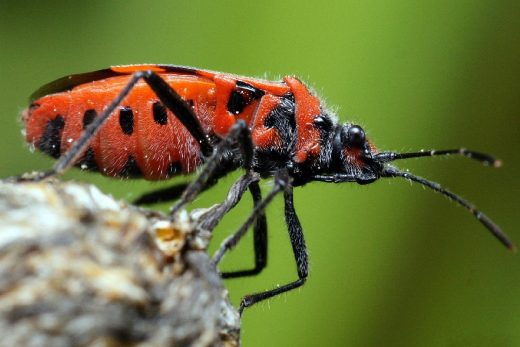 Macro Insects-24