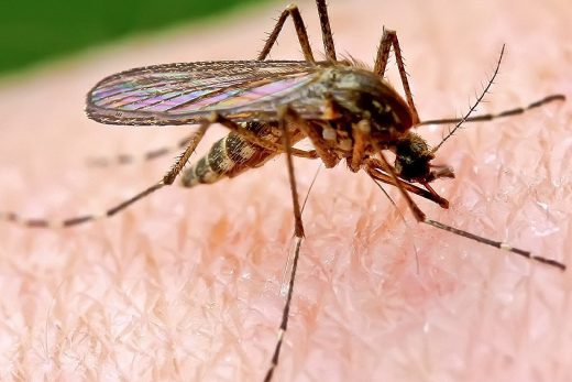 Macro Insects-12