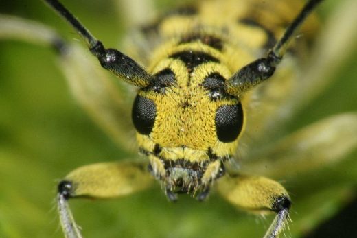 Macro Insects-21