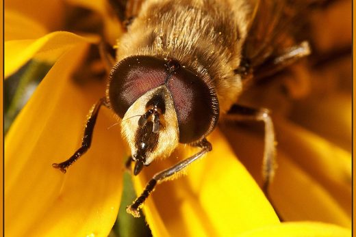 Macro Insects-23