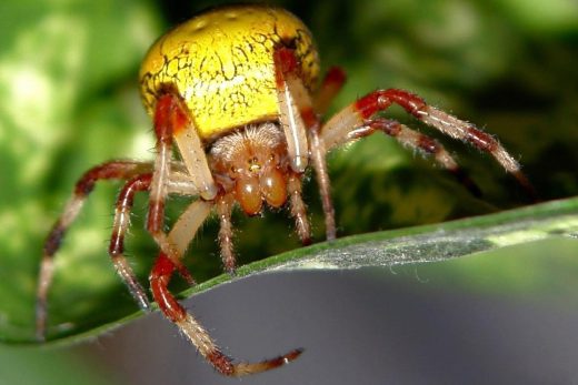 Macro Insects-3