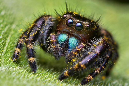 Macro Insects-6