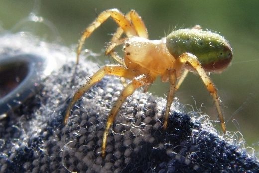 Macro Insects-15