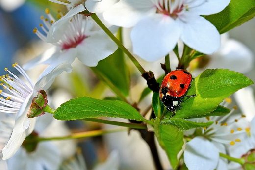 Macro Insects-30