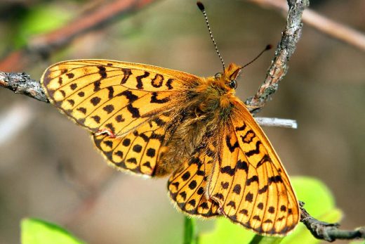 Macro Insects-20