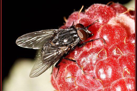 Macro Insects-25