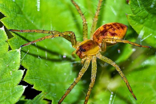 Macro Insects-16