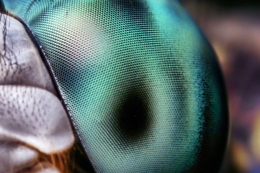 Macro Insects-9