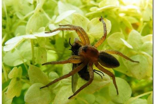Macro Insects-14