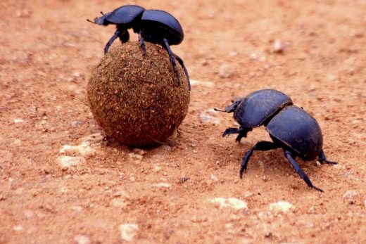 Macro Insects-28