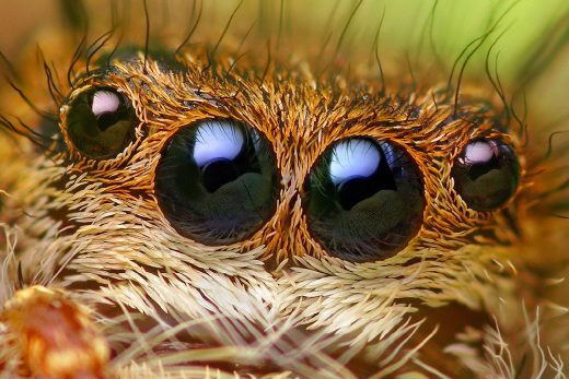 Macro Insects-8