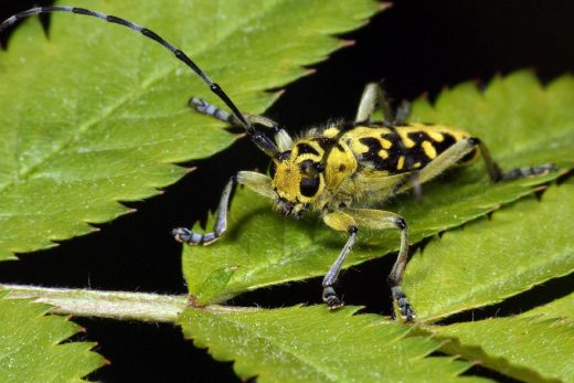 Macro Insects-22