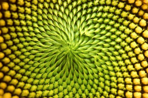 Nature Pattern VII