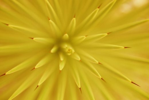 Nature Pattern VIII
