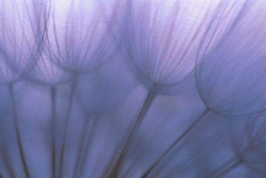 Dandelion Seeds