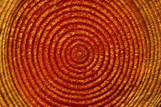 Nature Pattern V