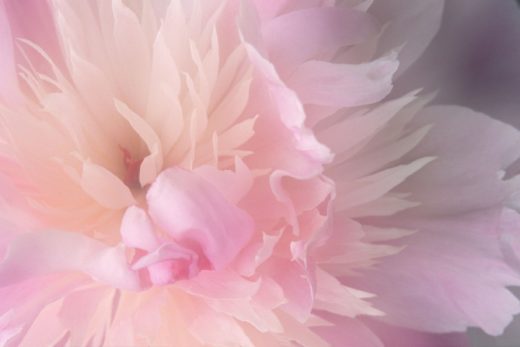 Peony