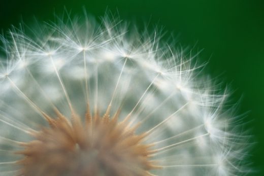 Dandelion