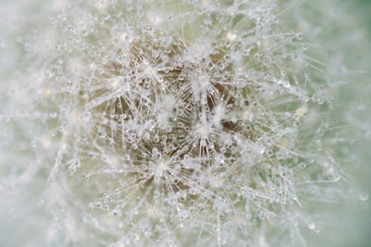 Nature Pattern II