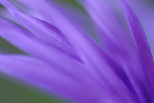Purple Frond