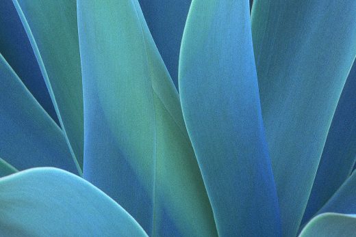 Agave