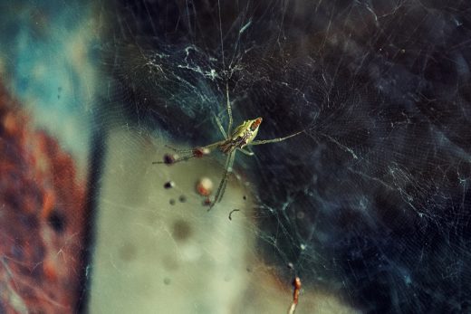 Favorite Wallpaper Spider