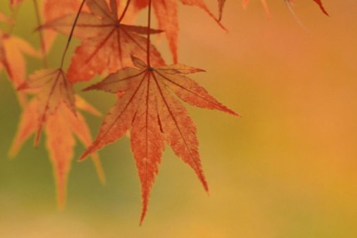 Maple