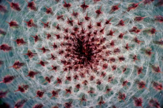 Nature Pattern I