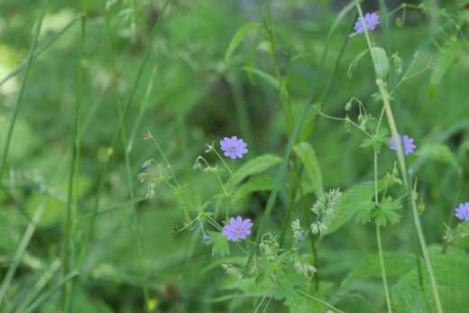 Purple flower 