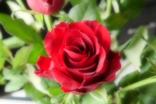 Red Rose